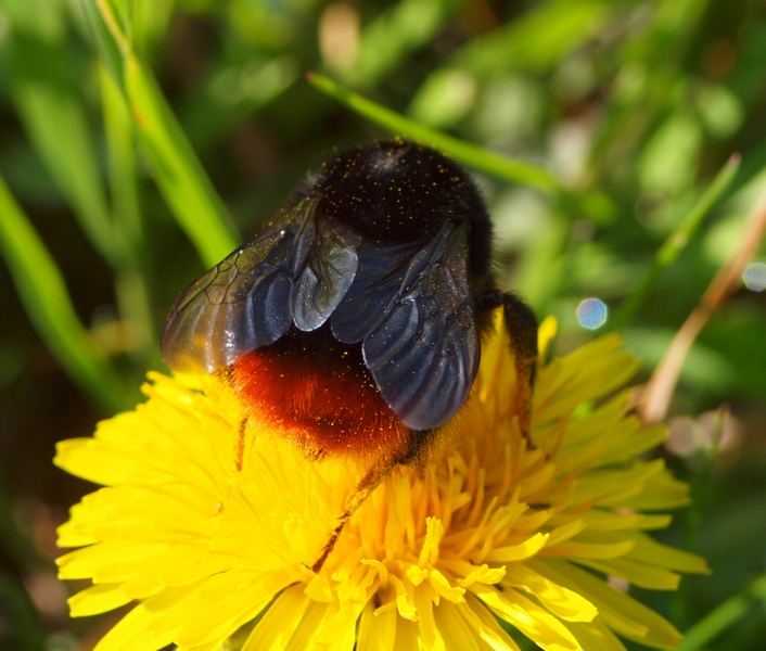 Apidae Bombus 2